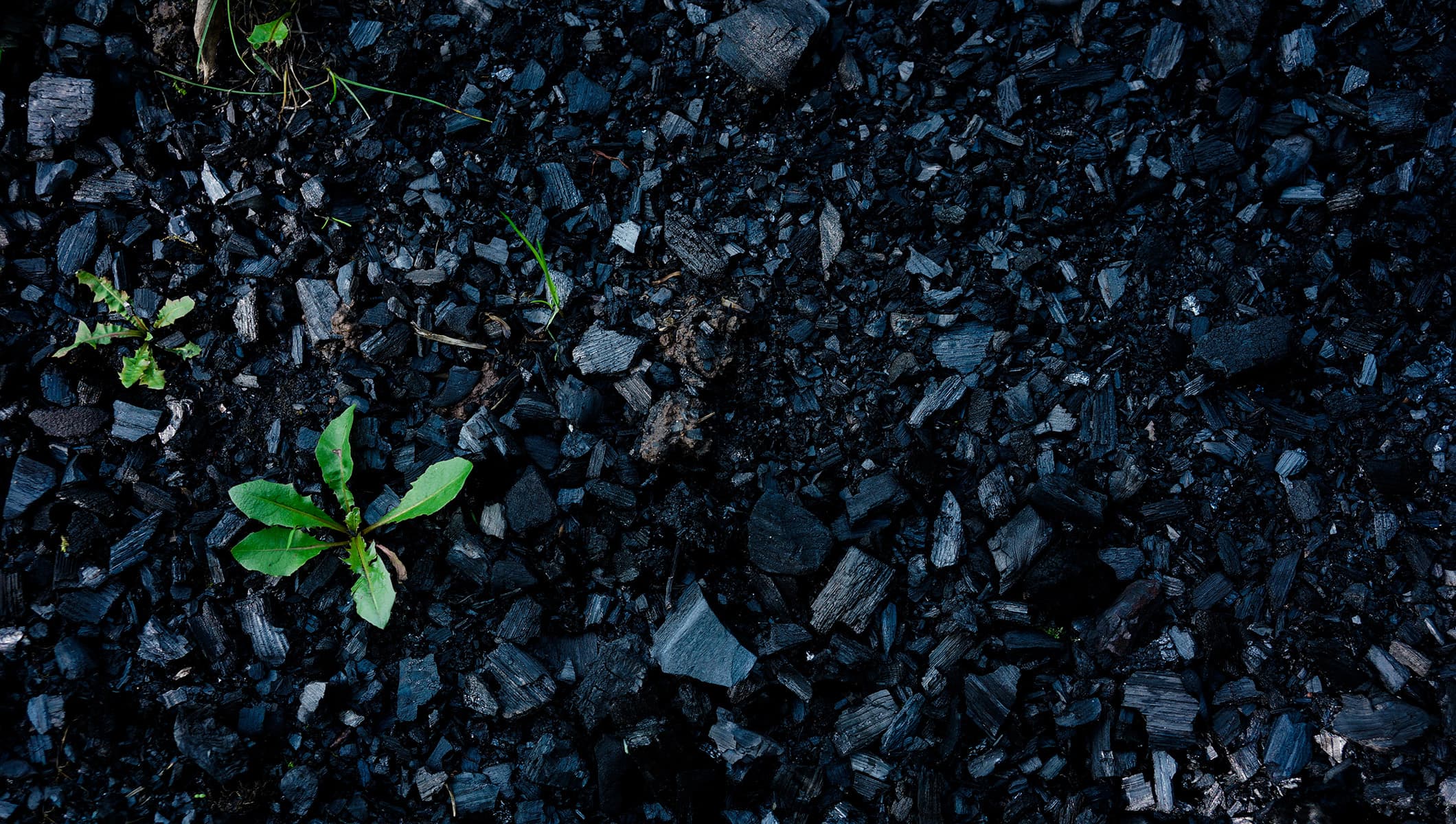 Biochar: Benefits for the Environment, Economy and Society